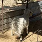 خروفين صفر .