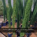 سروا ايطالي بسعر الجمله
