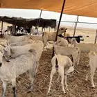 مزاء بيشي البيع