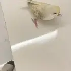 طيور بادجي