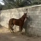 فرس شعبيه للبيع