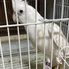 ذكر كروان البينو