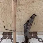 هدرز هايلوكس غماره