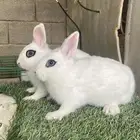 ذكور ارانب قزمية