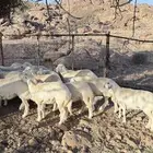 اضاحي للبيع