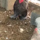 دجاج كوشن امريكي