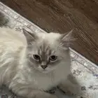 قط برازيلي للبيع سبب البيع السفر السعر قابل للتفاوض