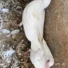 حمام زاجل 16 جوز تقريبا التغذية مكعب ذرة حلبةقمح السعر 20