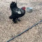 للبيع 3 ديكه براهما