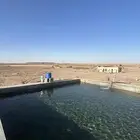 مزرعة شمال بريدة بكبد 80 كيلو صكين والمطلوب 250 الف