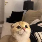 مشاءالله سكوتش فولد انثى 4 شهور