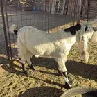 تيس هولندي للبيع