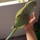 للبيع درة نيبالي أليف بدون عض