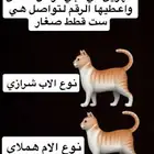 قطط صغار