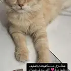 قط شيرزاني للتبيني
