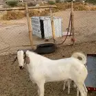تيس بيشي رباع مشروط