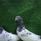 زوج جنسرا
