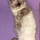قطة للتبني