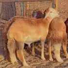 طليان سواكن مرابي 4 شهور فل شحم