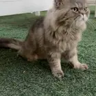 قط هملايا للبيع