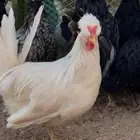 دجاج حباحب لاهل التصانيف المميزه(تم البيع)