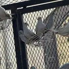 طيور ماسي