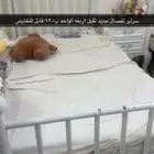سراير حديد ثقيل تفصال ابي الوحد ب120