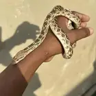 للبيع اليف وغير سام للموقع جدة