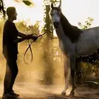 مهر واهو