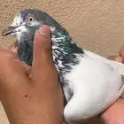 للبيع حمام