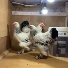 دجاج برأهما كولومبي