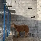 سواكني حمري