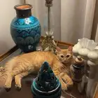 بسه للتبني