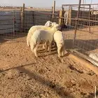 بهم حري