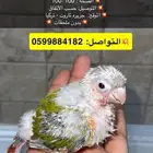 فرخ كنيور انناس غر