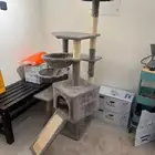 خداشة قطط