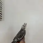 فرخ كروان فراشه (تم البيع)