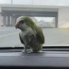 ببغاء كويكر