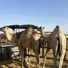 قعود على السوم لصامل