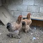 دجاج براهما