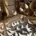 حمام فرنسي