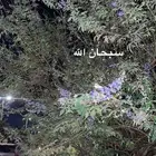 مشاوير