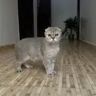 قطه سكوتش انثى دبل فولد