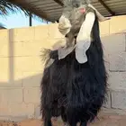 تيس فحل عارضي
