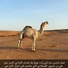 للبيع بعير تمامي