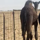 قعود قصب للبيع ابو عشره شهور