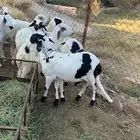 سواكن بيض تربية شحم شرط