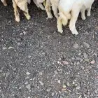 رخال حريات