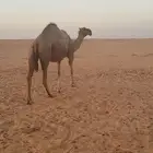 ناقه حمرا مجاهيم