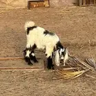 تيس